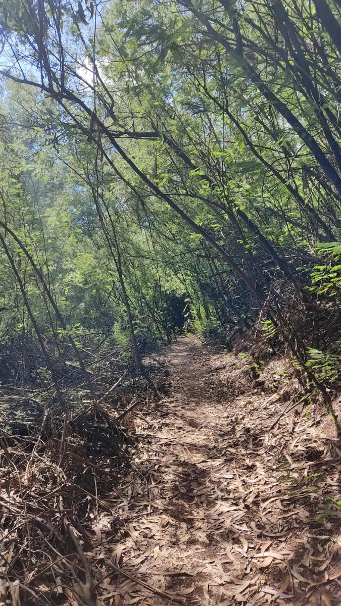 Trilhos do Paraiso 14