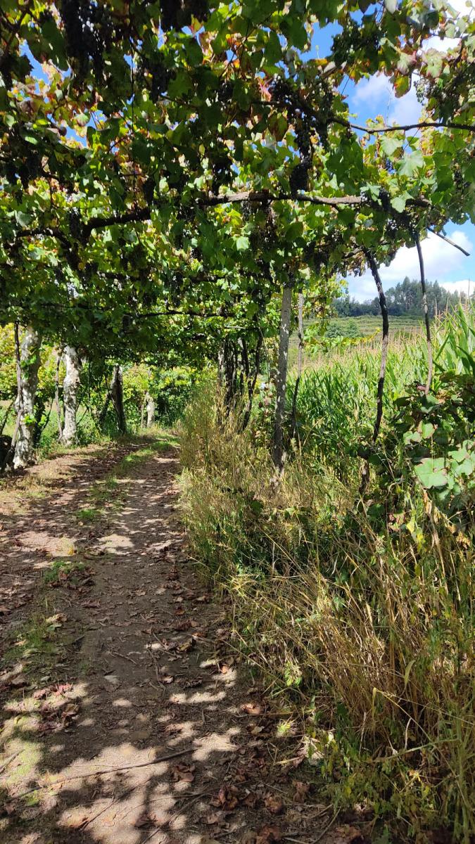 Trilhos do Paraiso 16