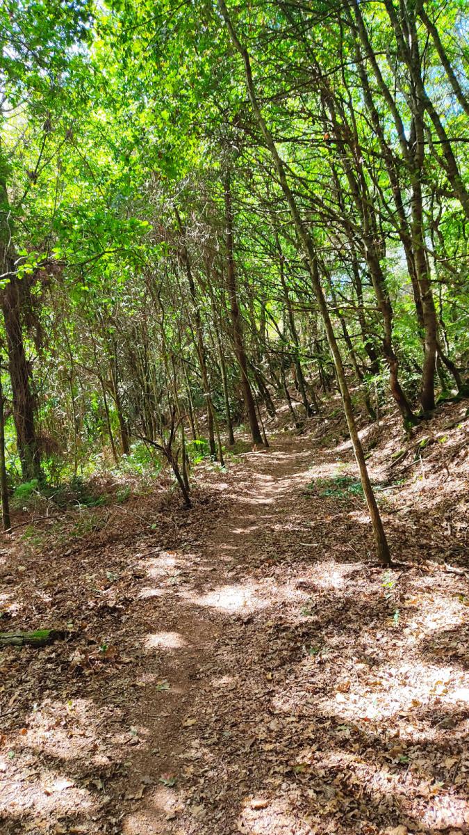 Trilhos do Paraiso 25